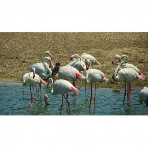 Изображение к Сафари – самый большой африканский парк на Ближнем Востоке (день отдыха).