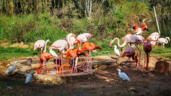 Изображение к Долина Хула - перелетные птицы, фламинго, легенды лилии